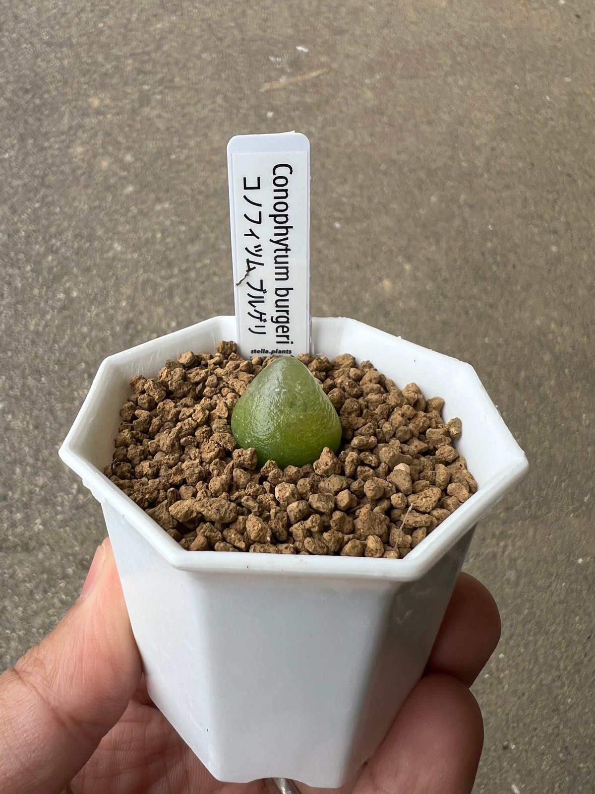 ぶたのはな　ブルゲリラ コノフィツム ブルゲリ 5 | STELLA.PLANTS