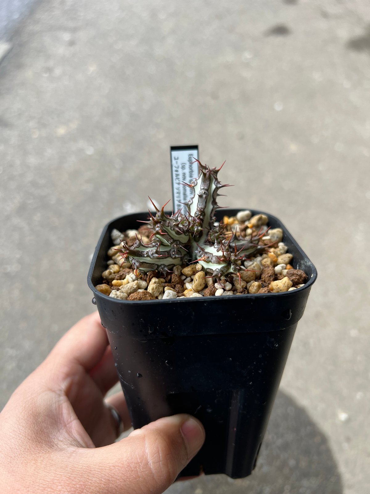 ユーフォルビア  SP ソマリア ユーフォルビア SP Euphorbia sp.Nova Somalia hordio 20230830