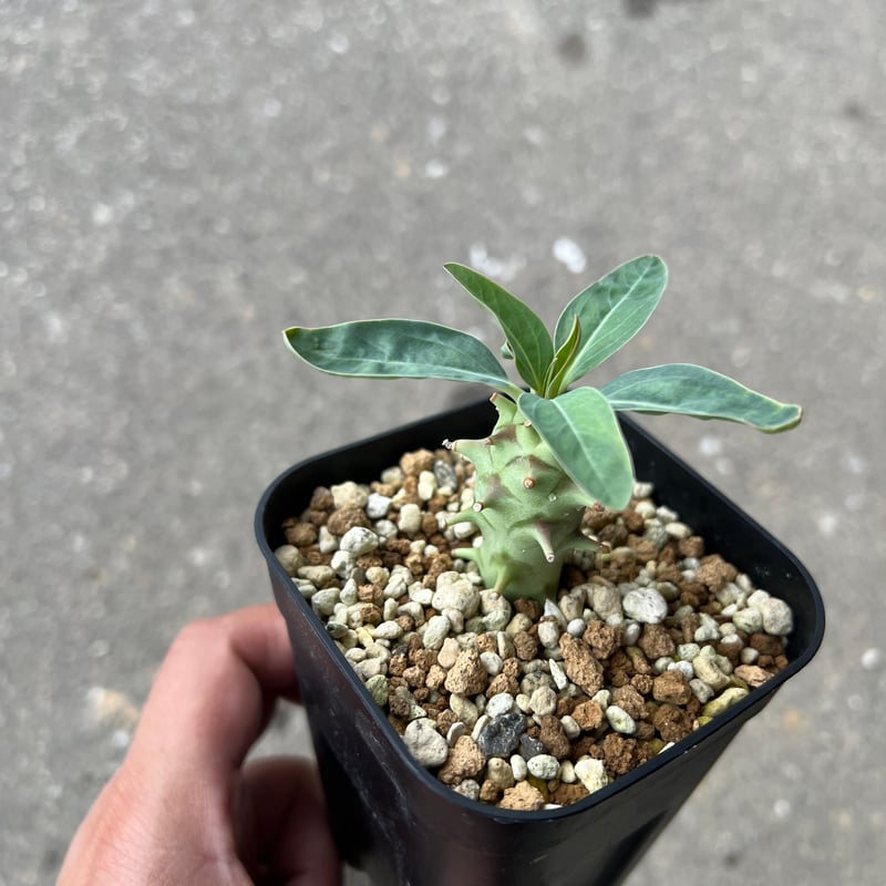 ユーフォルビア ロンギツベルクローサ1 | STELLA.PLANTS