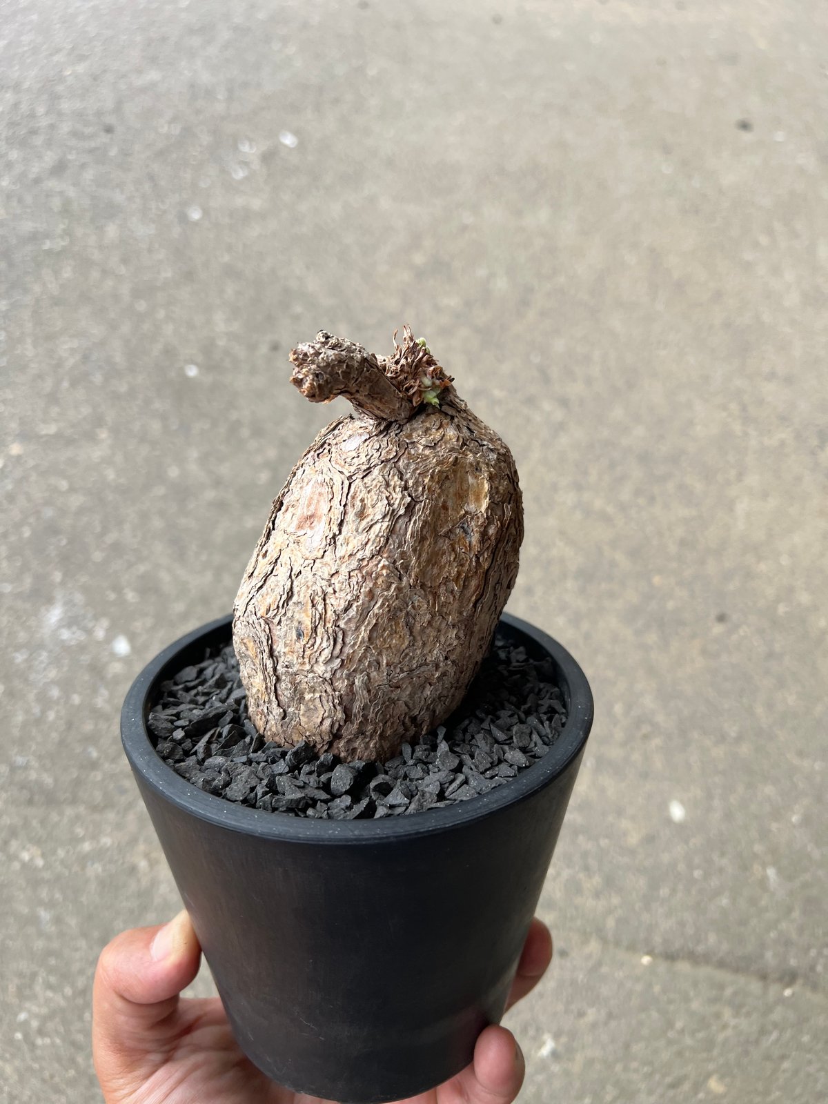 ペラルゴニウム トリステ | STELLA.PLANTS