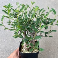 センナ メリディオナリス4