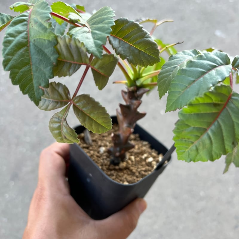 ベイセリア メキシカーナ | STELLA.PLANTS ベイセリア メキシカーナ | STELLA.PLANTS