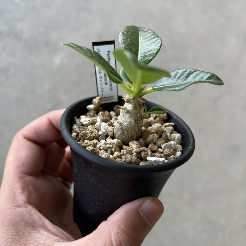 パキポディウム ウィンゾリー | STELLA.PLANTS パキポディウム ウィンゾリー | STELLA.PLANTS