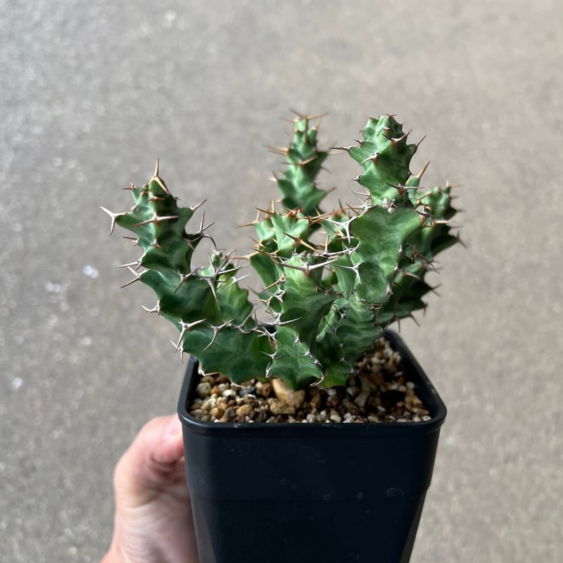 ユーフォルビア ペルシステンス1 | STELLA.PLANTS