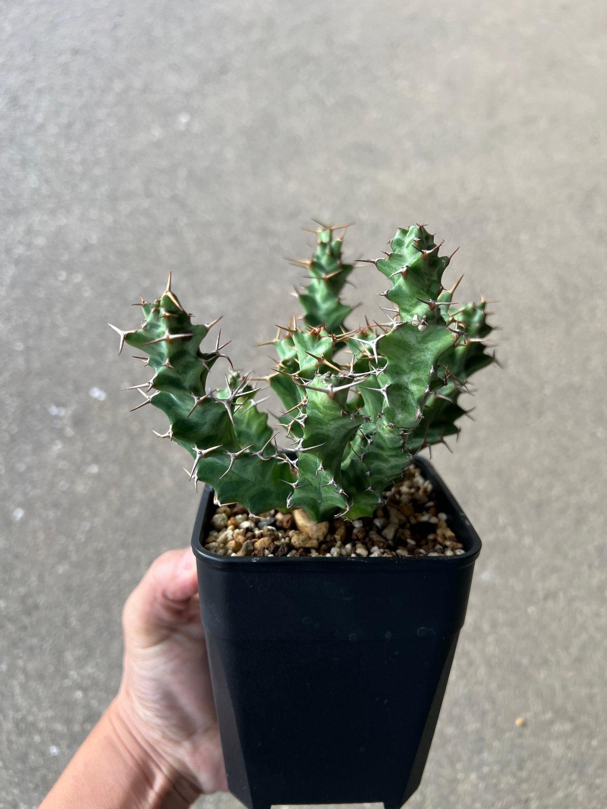 ユーフォルビア ペルシステンス1 | STELLA.PLANTS