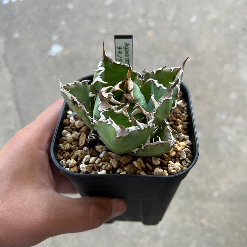 アガベ チタノタ 白鯨 | STELLA.PLANTS アガベ チタノタ 白鯨 | STELLA.PLANTS