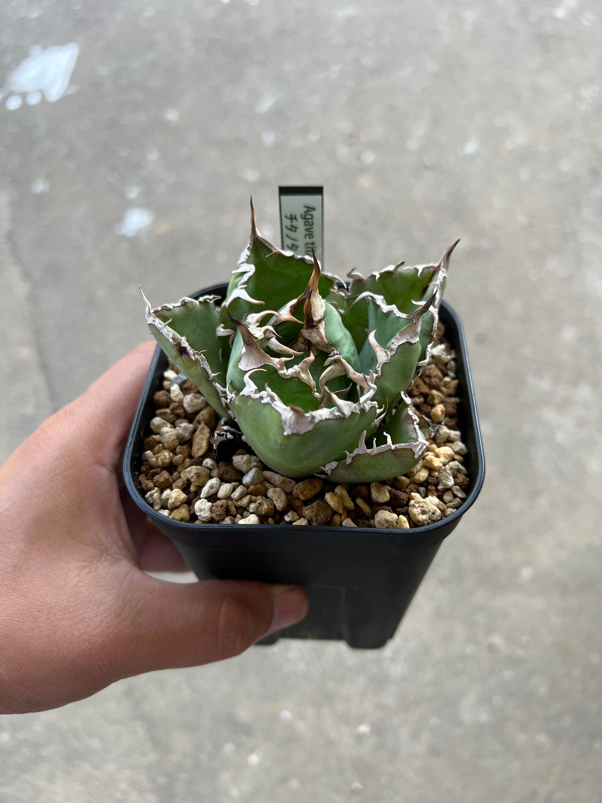 アガベ チタノタ 白鯨 | STELLA.PLANTS アガベ チタノタ 白鯨 | STELLA.PLANTS