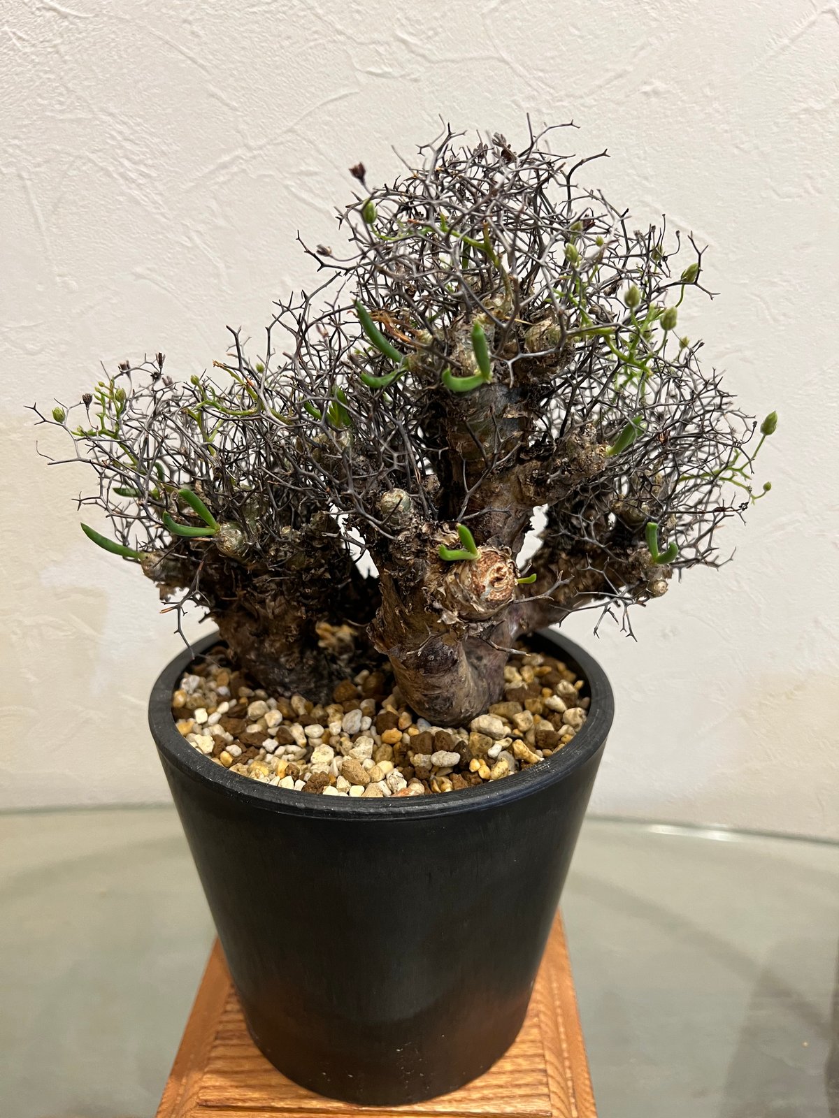 チレコドン　レティキュラータス　アナザータイプ 観葉植物）一点物 チレコドン レティキュラータス アナザー