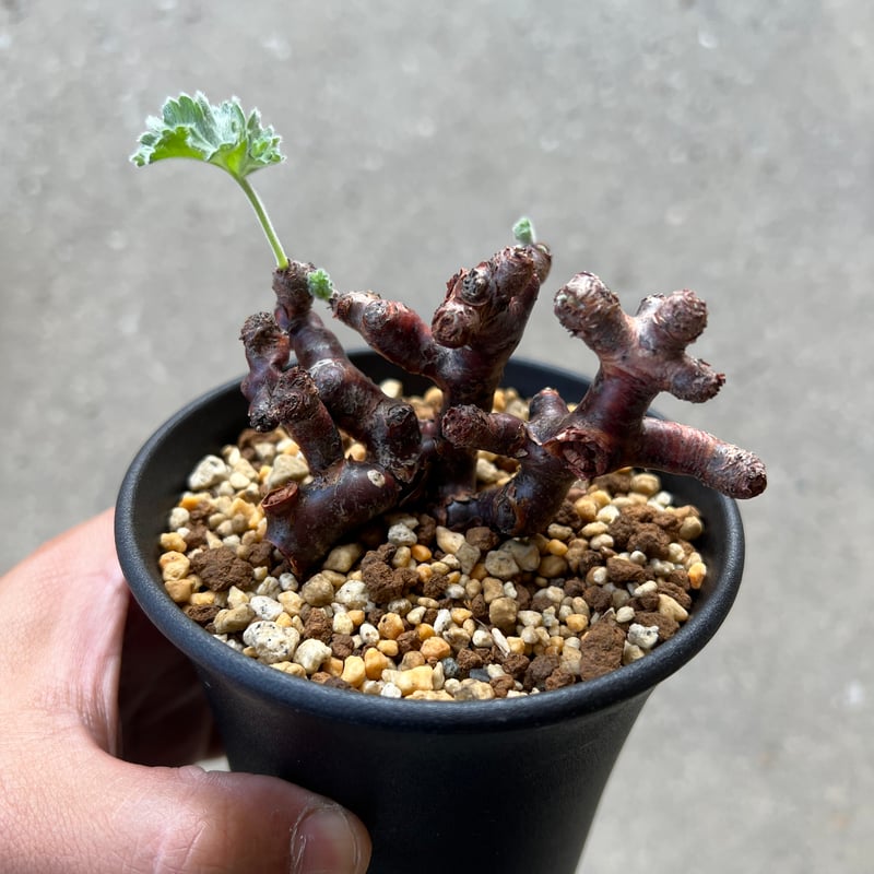 ペラルゴニウム ミラビレ挿木 | STELLA.PLANTS ペラルゴニウム ミラビレ挿木 | STELLA.PLANTS