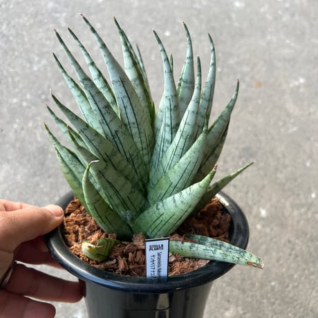その他観葉植物 stella STELLA.PLANTS