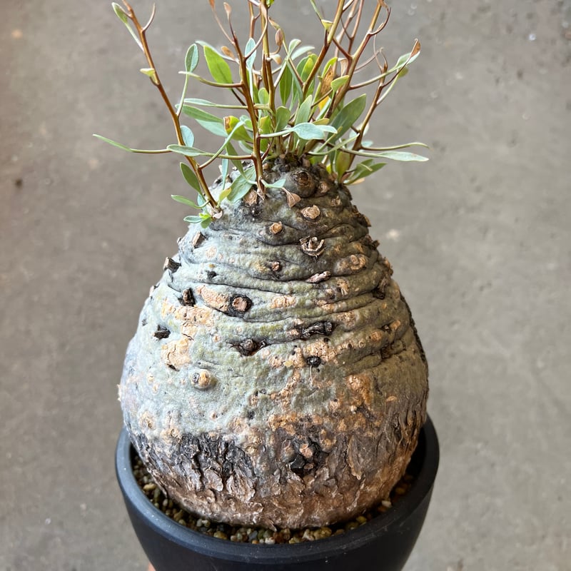 フォークイエリア コルムナリス 観峰玉 | STELLA.PLANTS フォークイエリア コルムナリス 観峰玉 | STELLA.PLANTS
