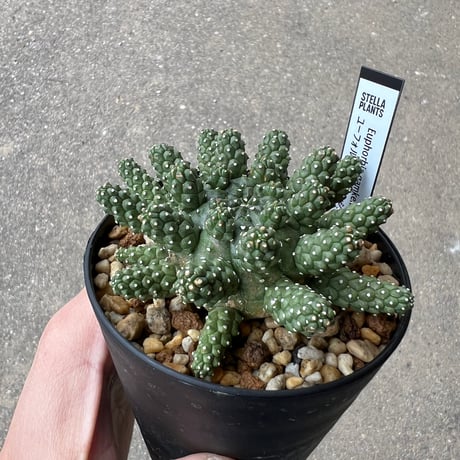 ユーフォルビア ガムケンシス6