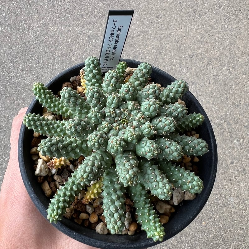 ユーフォルビア アトロビリディス1 | STELLA.PLANTS