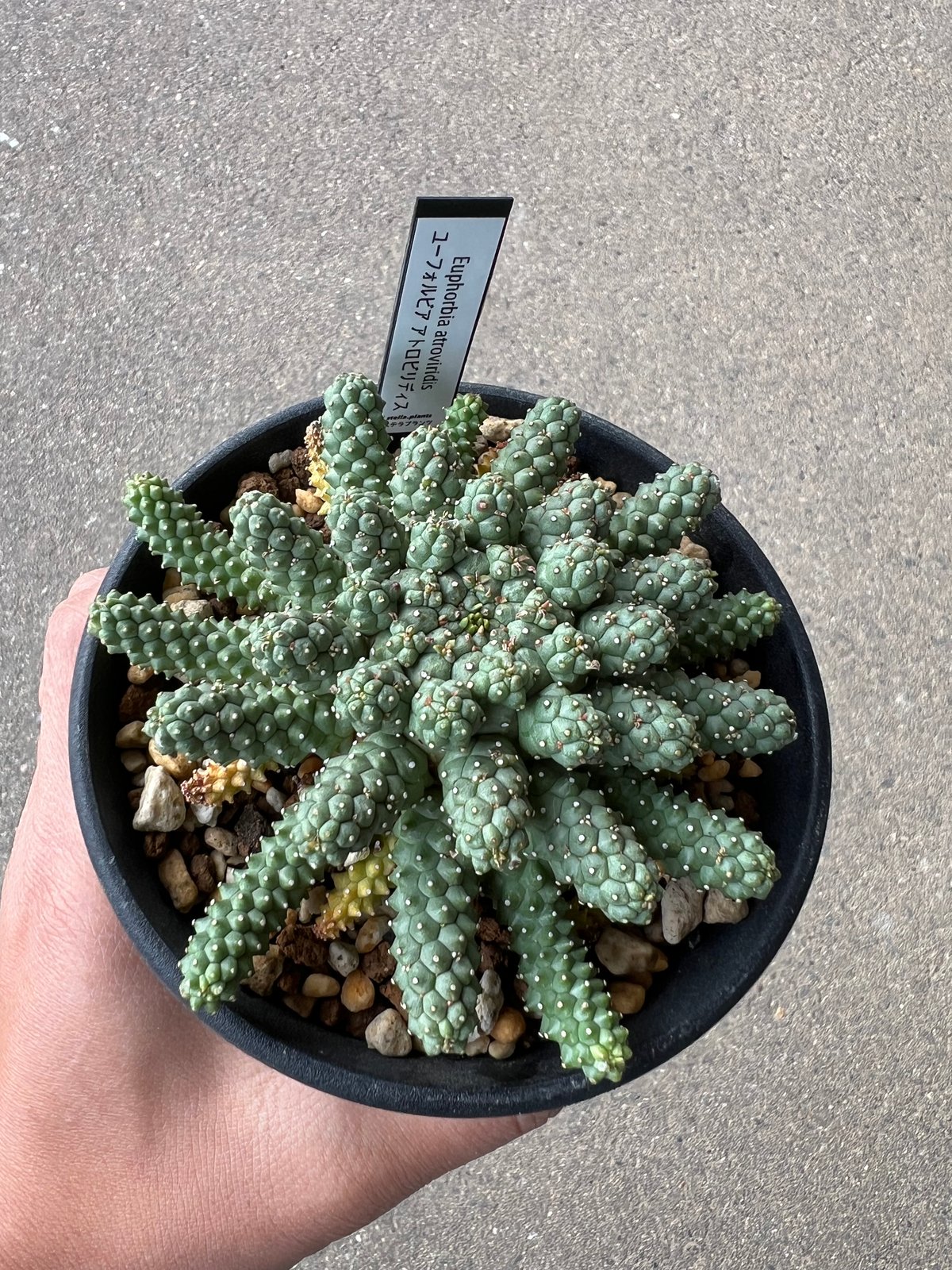 ユーフォルビア アトロビリディス1 | STELLA.PLANTS