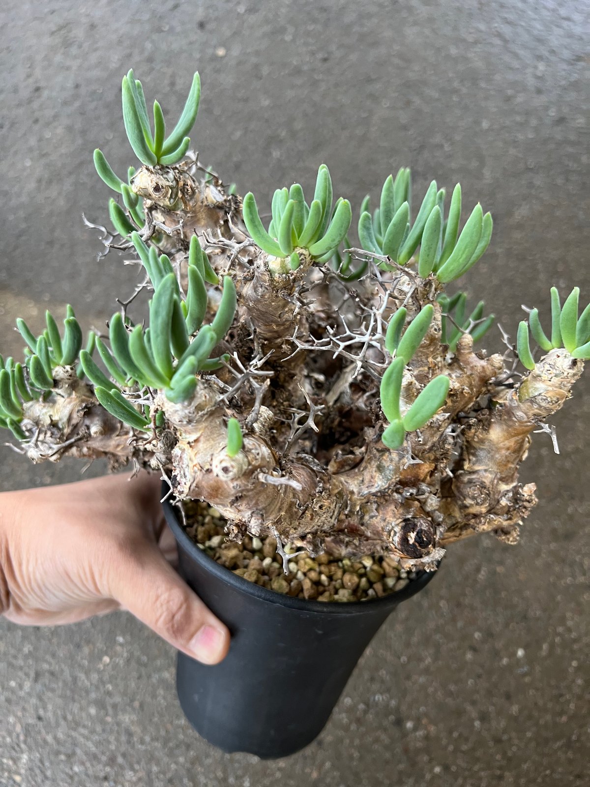 チレコドン レティキュラーツス 万物想 | STELLA.PLANTS チレコドン レティキュラーツス 万物想 | STELLA.PLANTS