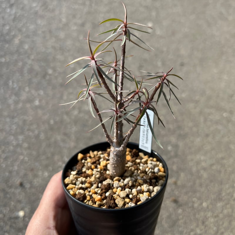 ユーフォルビア バルサミフェラ3 | STELLA.PLANTS