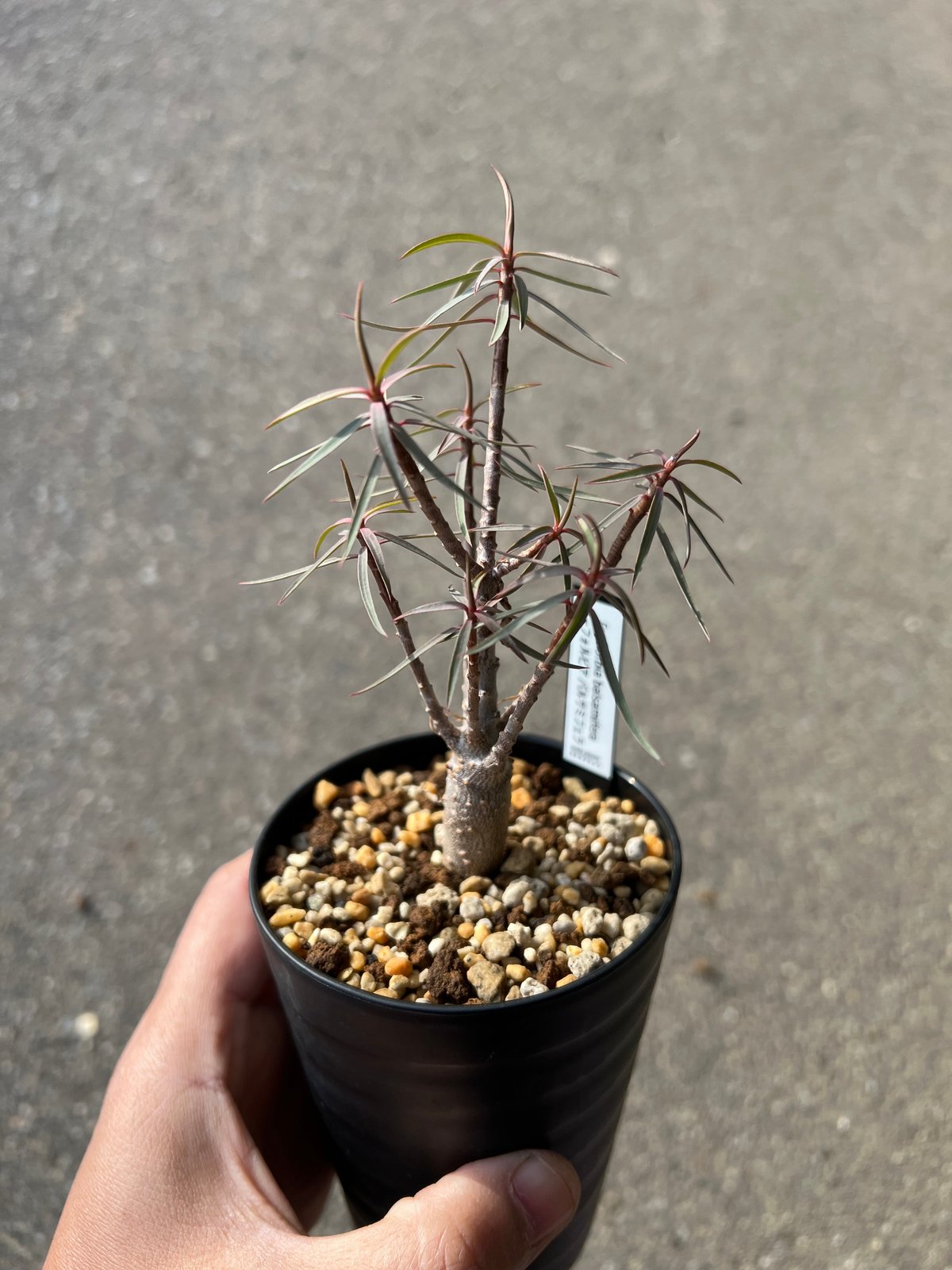 ユーフォルビア バルサミフェラ3 | STELLA.PLANTS