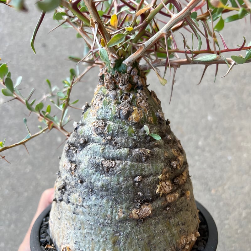 フォークイエリア コルムナリス 観峰玉 | STELLA.PLANTS