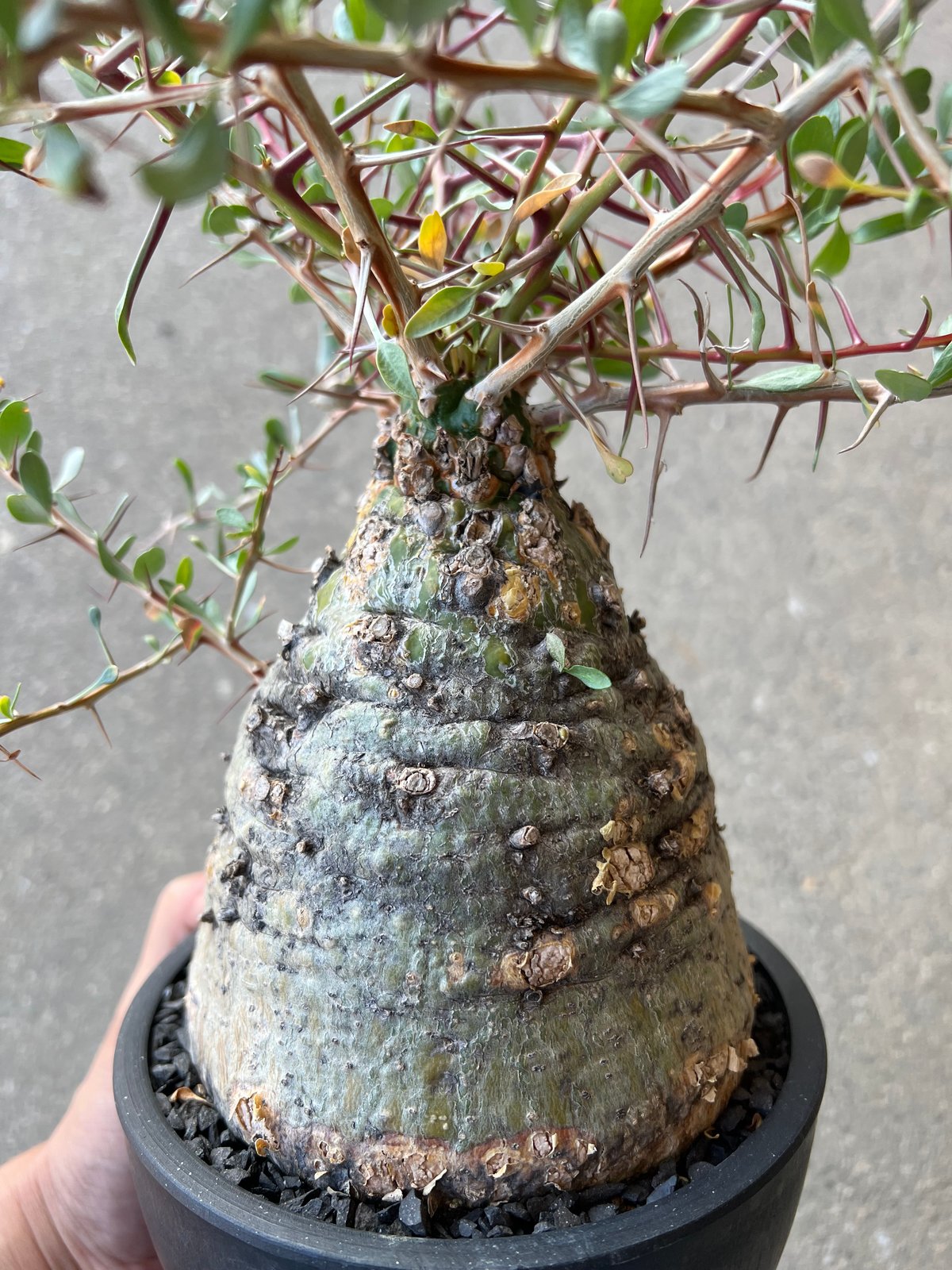フォークイエリア コルムナリス 観峰玉 | STELLA.PLANTS