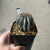 チレコドン レティキュラーツス 万物想 | STELLA.PLANTS チレコドン レティキュラーツス 万物想 | STELLA.PLANTS