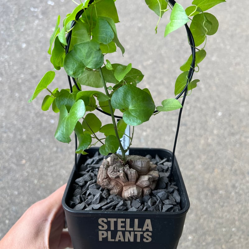 アフリカ亀甲竜 3 | STELLA.PLANTS