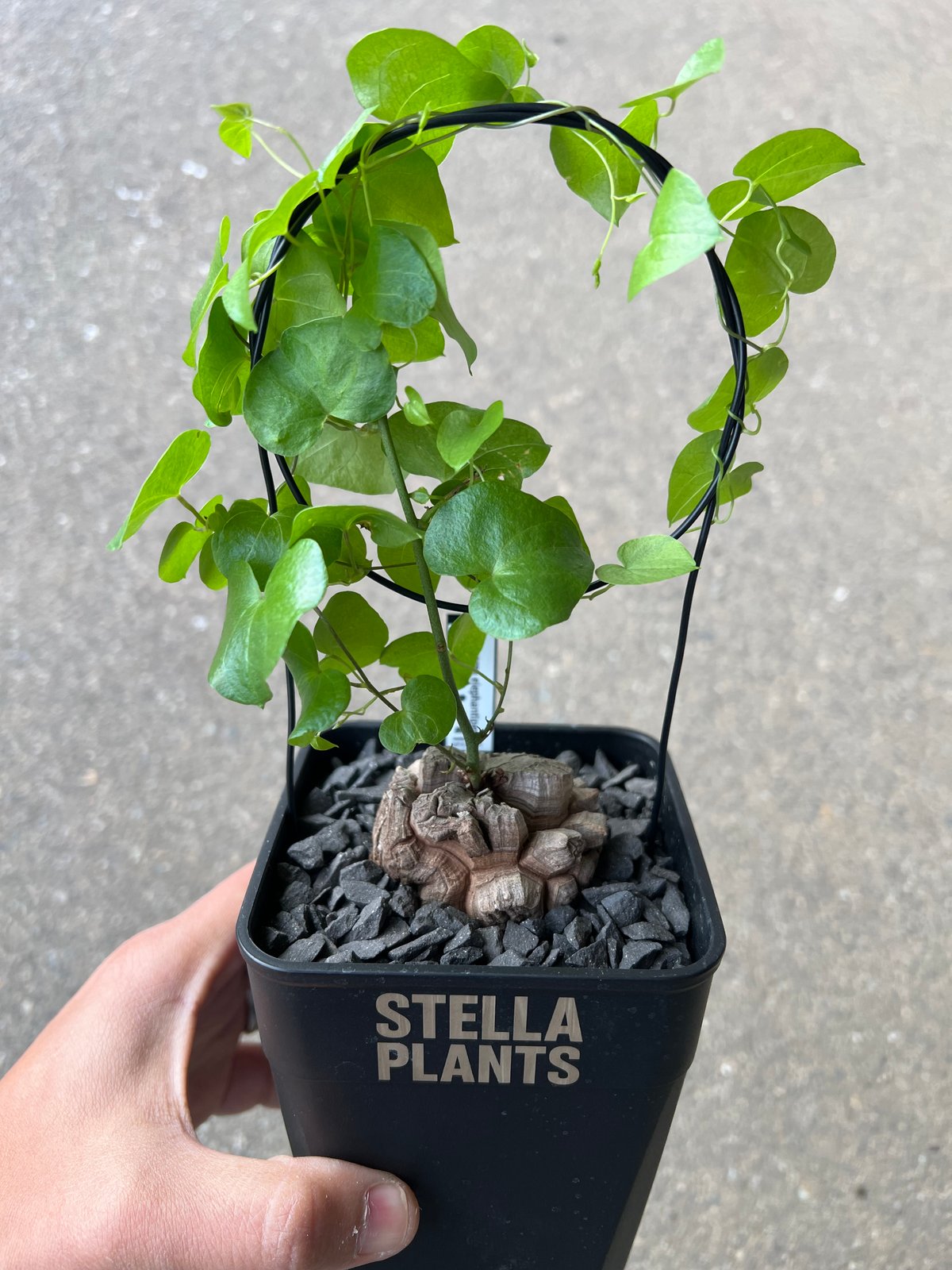 アフリカ亀甲竜 3 | STELLA.PLANTS