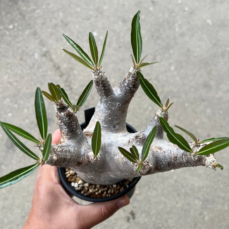 パキポディウム イノピナツム | STELLA.PLANTS パキポディウム イノピナツム | STELLA.PLANTS