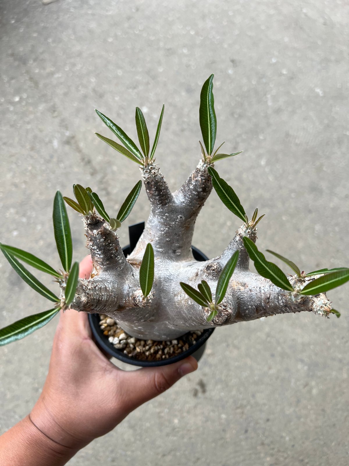 NEIGHBORHOOD　SRL　パキポディウム　イノピツナム NEIGHBORHOOD SRL パキポディウム イノピツナム パキポディウム