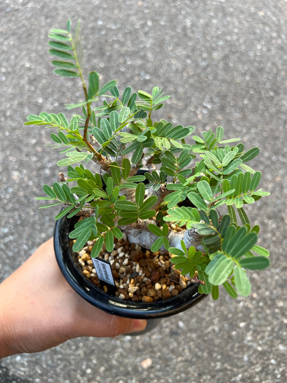 センナ メリディオナリス 実生 | STELLA.PLANTS