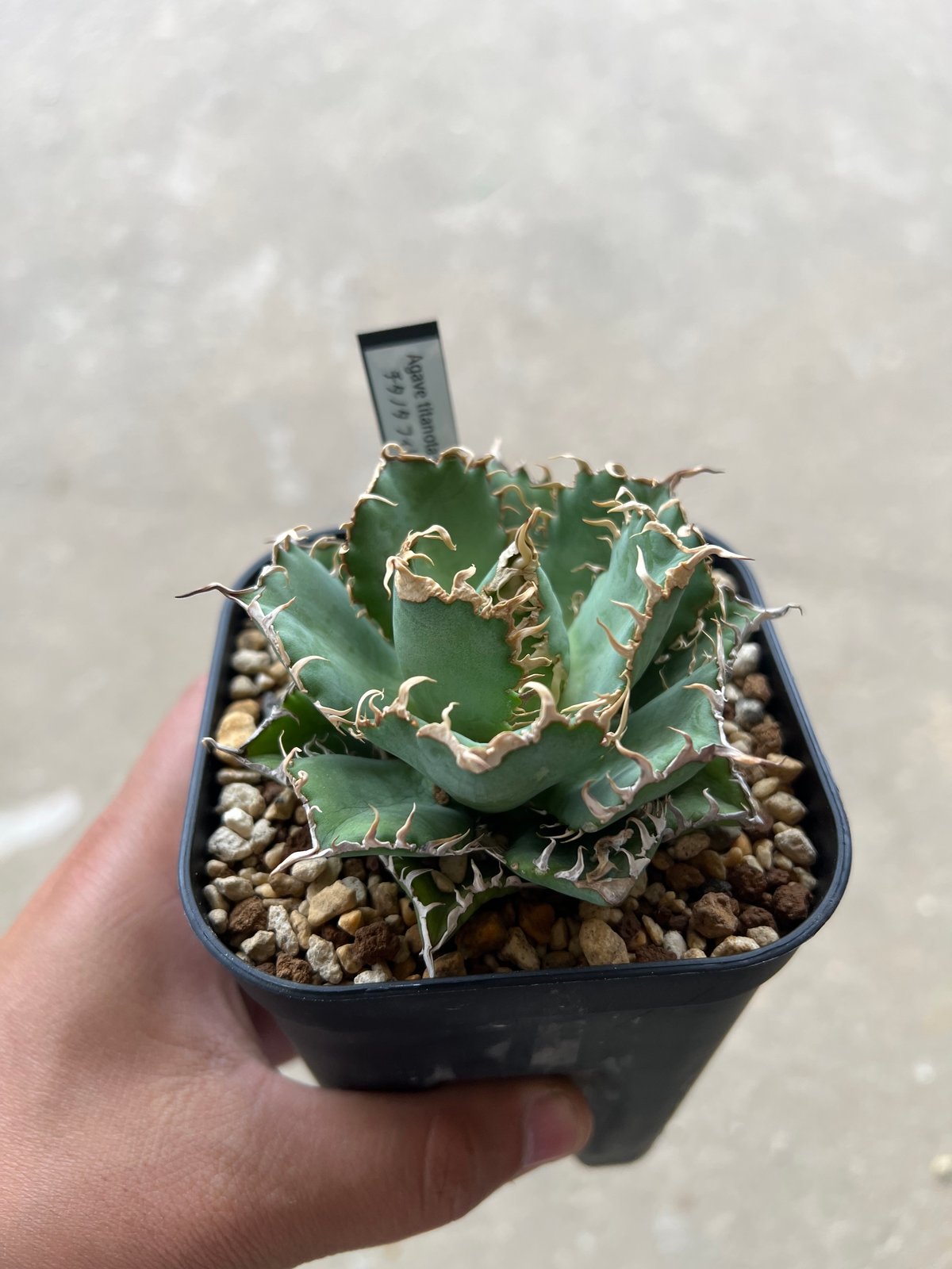 お手軽価格で贈りやすい 2頭 多頭 アガベ チタノタ フィリグリー ダブルヘッド agave f2 アガベ