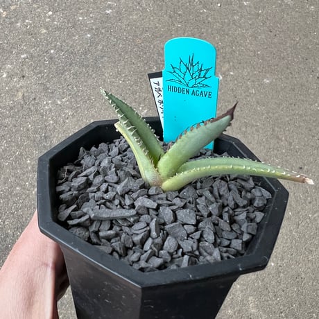 Agave 'White Fang' 2