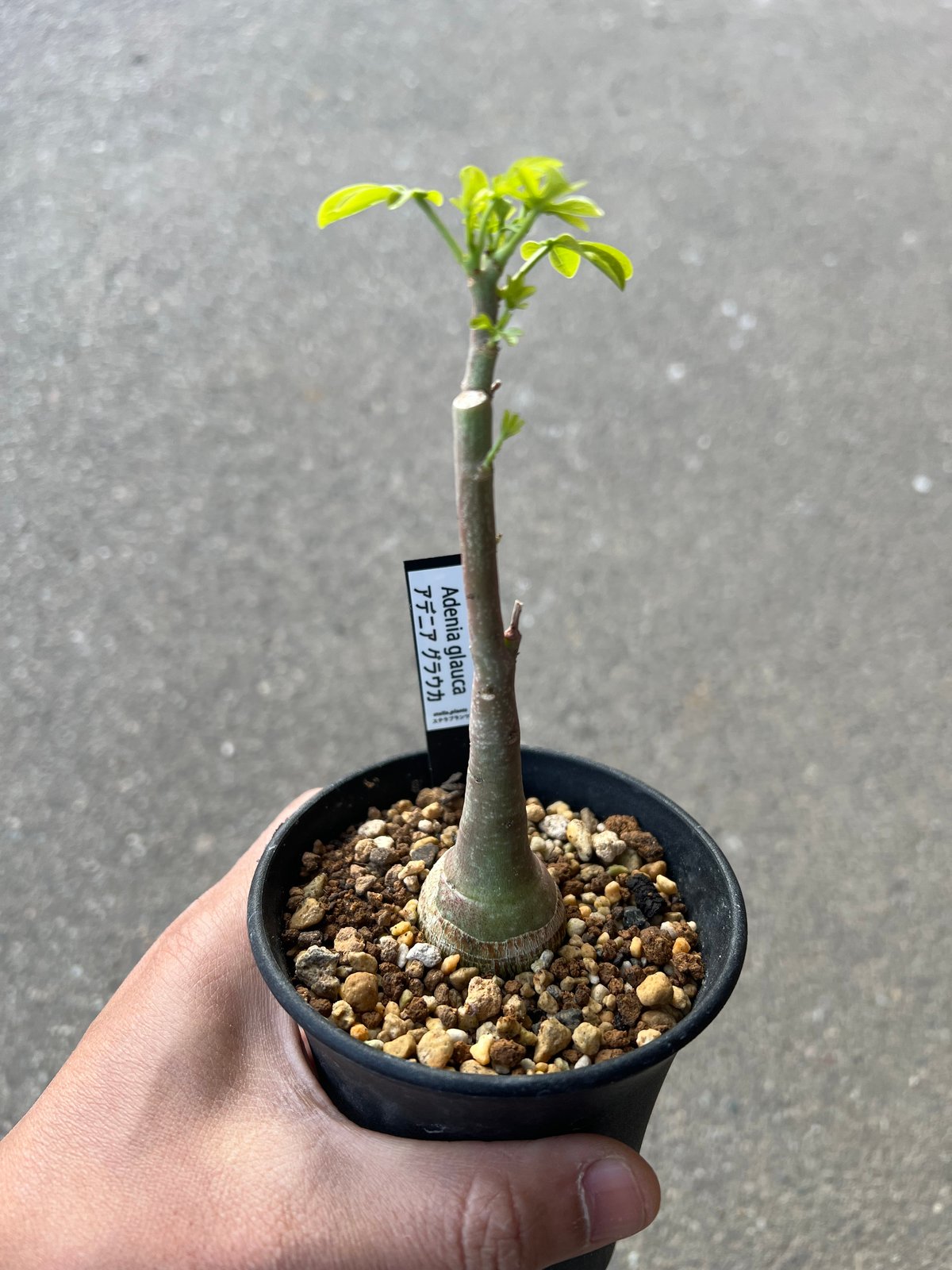 アデニアグラウカ アデニア グラウカ5 | STELLA.PLANTS