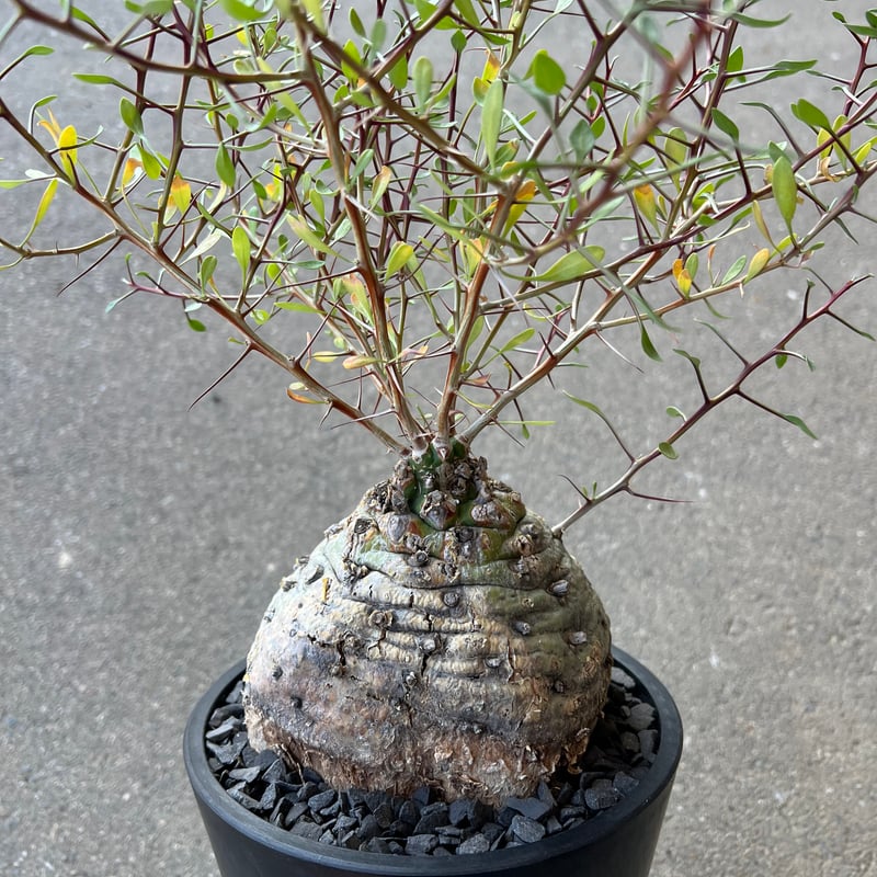 特大2頭　フォークイエリア　コルムナリス　観峰玉 フォークイエリア コルムナリス 観峰玉 | STELLA.PLANTS