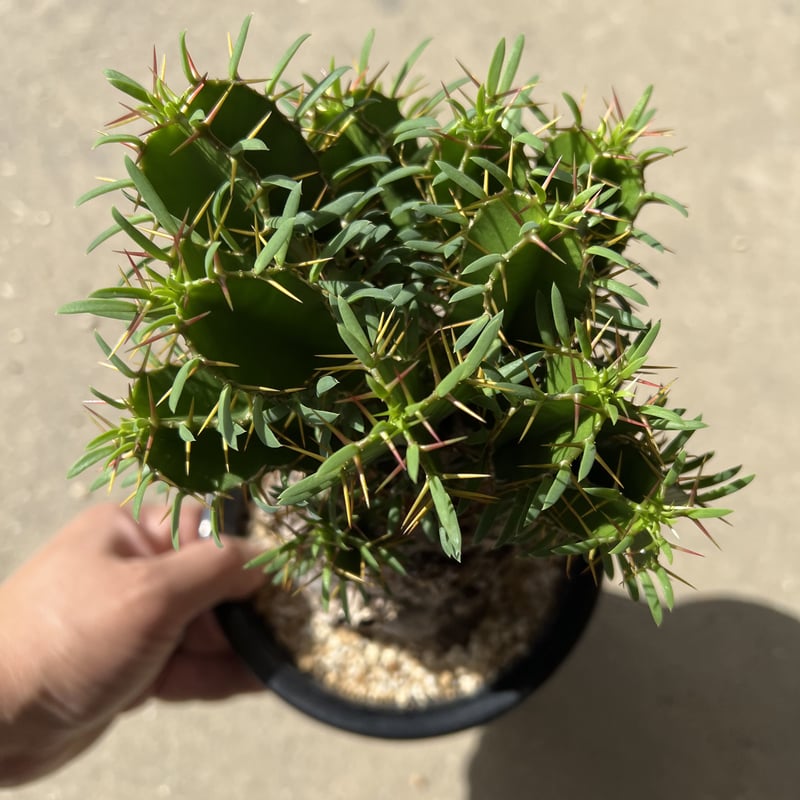 ユーフォルビア ムランジーナ | STELLA.PLANTS ユーフォルビア ムランジーナ | STELLA.PLANTS