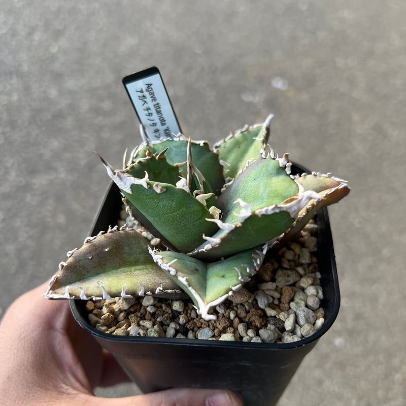 アガベ チタノタ キングコング金剛 | STELLA.PLANTS