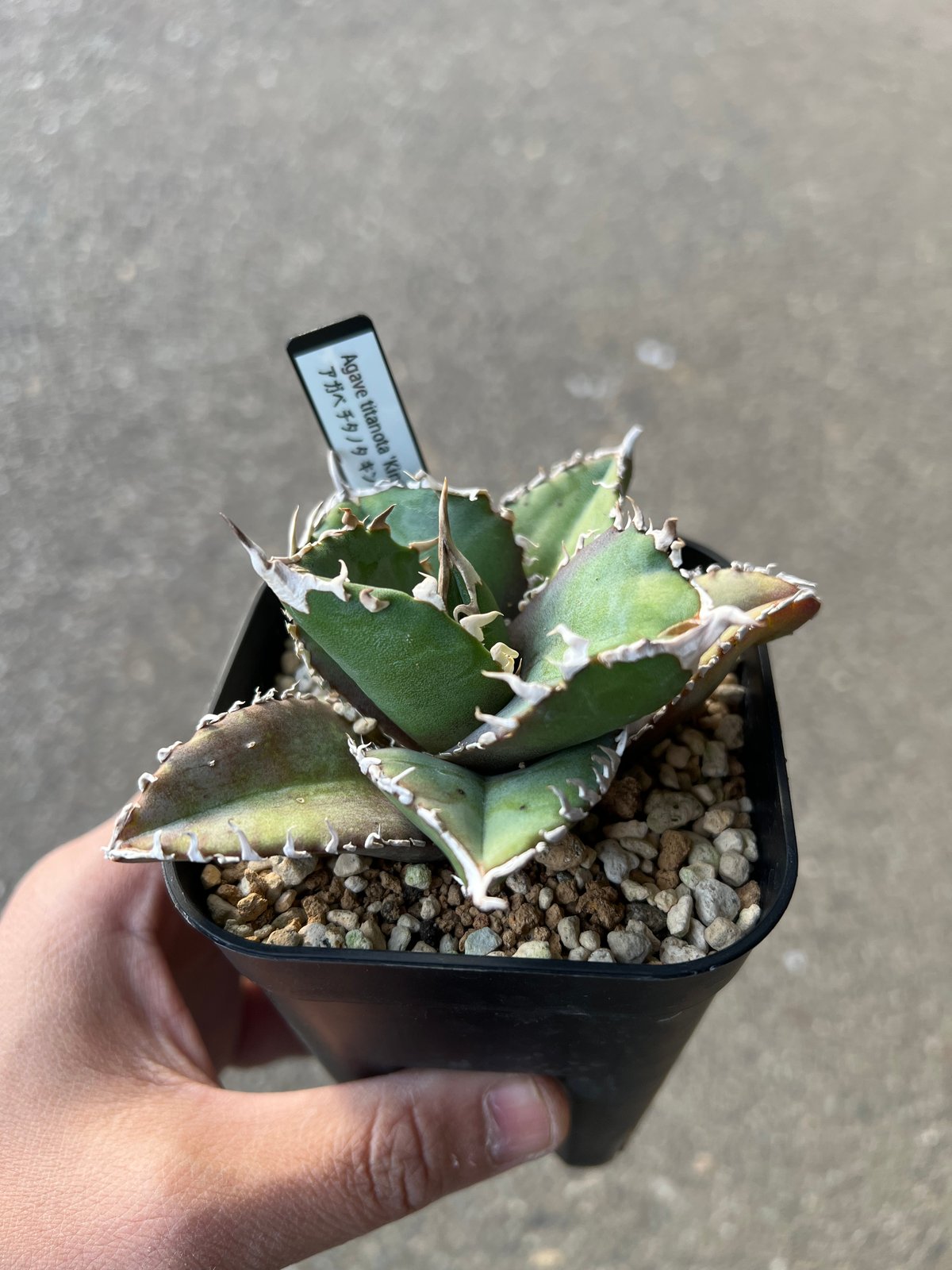 アガベ チタノタ キングコング金剛 | STELLA.PLANTS