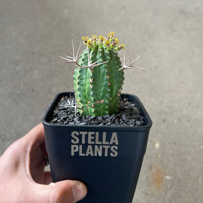 ユーフォルビア 群星冠2 | STELLA.PLANTS