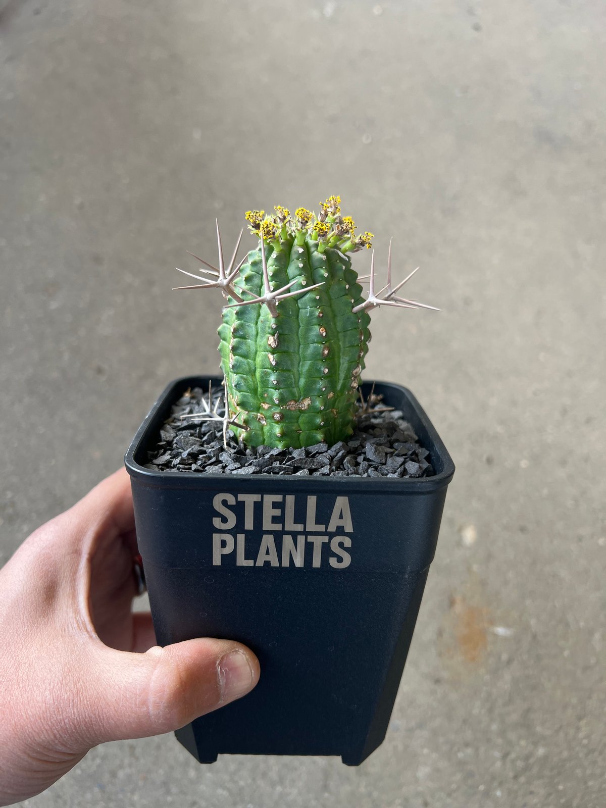 ユーフォルビア 群星冠2 | STELLA.PLANTS