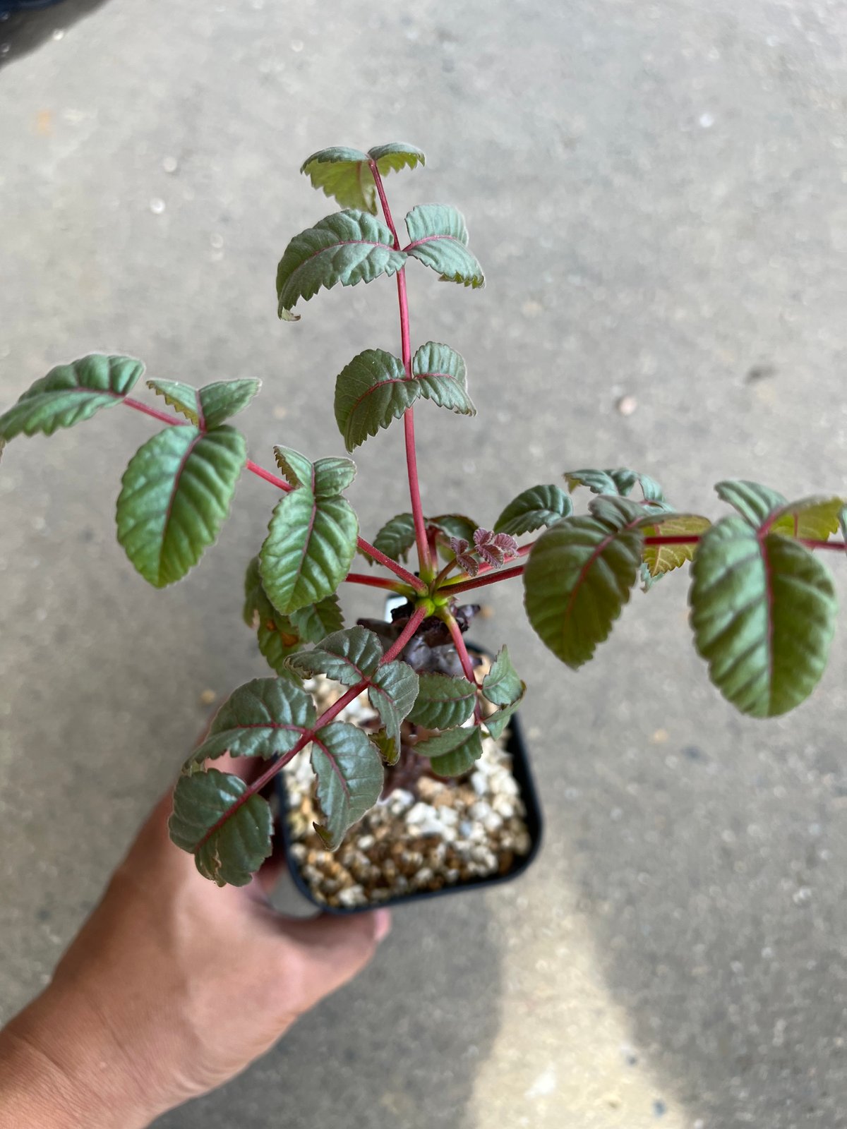 植物ベイセリアメキシカーナ 園芸ネット本店｜（わけあり特価）ベイセリア：メキシカーナ 3号鉢植え
