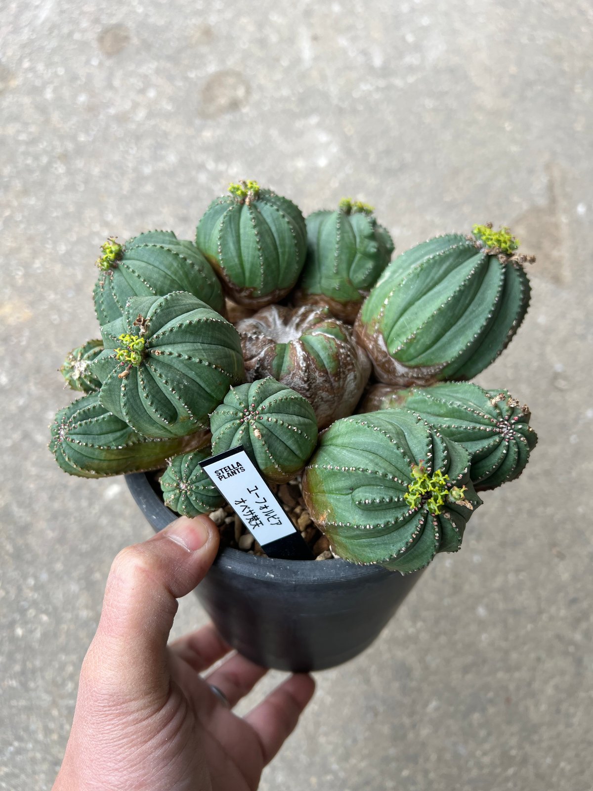 オベサ梵天　多頭株 ユーフォルビア オベサ梵天 | STELLA.PLANTS