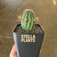 ユーフォルビア アクチノクラダ | STELLA.PLANTS