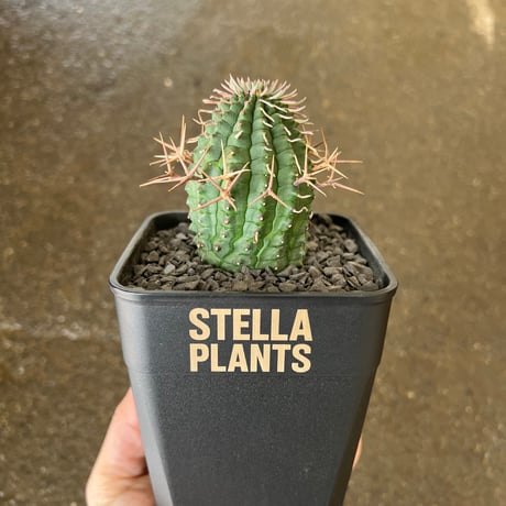 STELLA.PLANTS