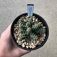 ユーフォルビア アクチノクラダ | STELLA.PLANTS