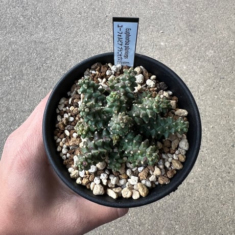 CATEGORY ユーフォルビア | STELLA.PLANTS