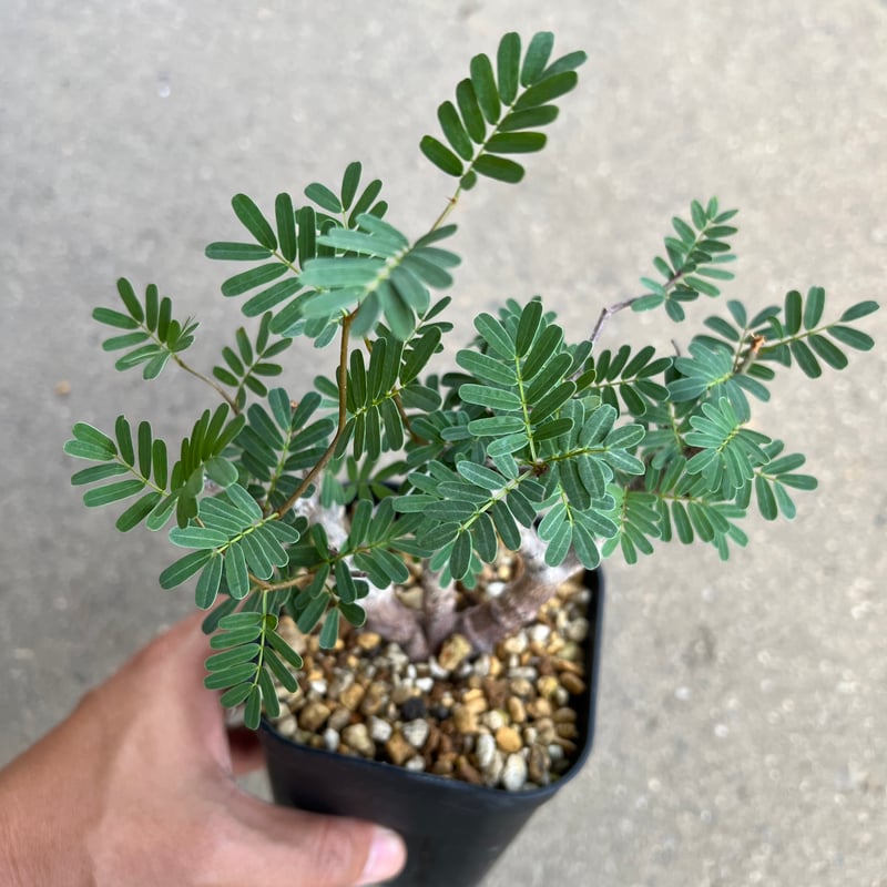 センナ メリディオナリス センナ メリディオナリス1 | STELLA.PLANTS