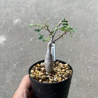 ボスウェリア ネグレクタ1