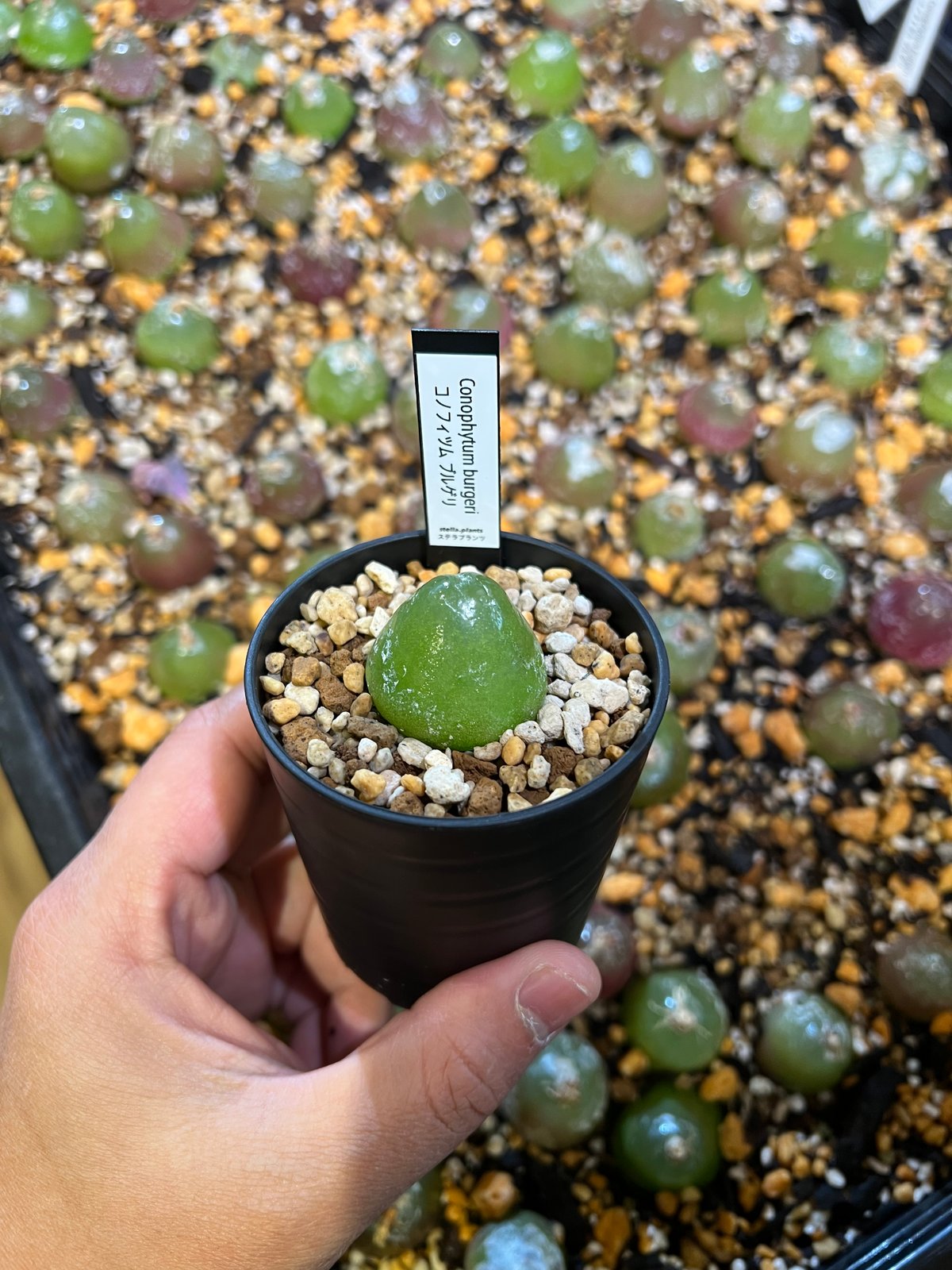 100つ多肉植物コノフィツム ブルゲリ タネ　種 100つ多肉植物コノフィツム ブルゲリ タネ 種 100つ多肉植物