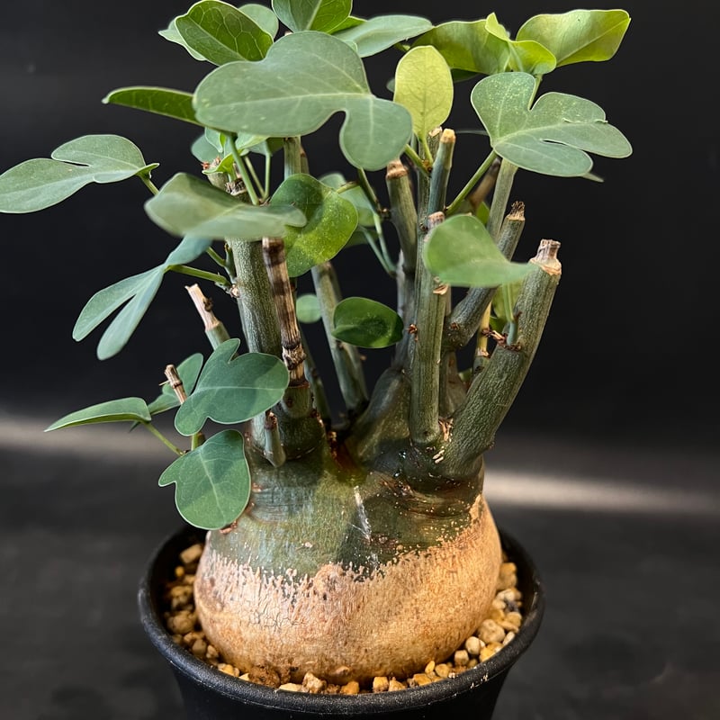 アデニアスピノーサ アデニアスピノーサ【人気急上昇！！希少なこんもり株を厳選して