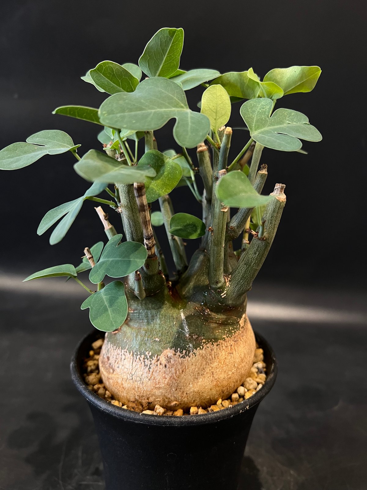 アデニア スピノーサ 現品 【早い者勝ち最終値下げ】 アデニア スピノーサ | STELLA.PLANTS