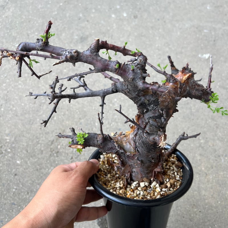 コミフォラ ボラネンシス | STELLA.PLANTS